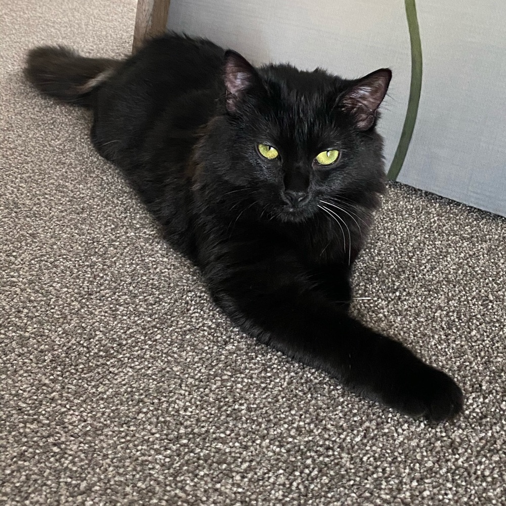 Fluffy - Picture 6 of 16